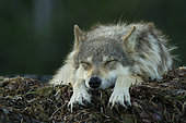 Wolf (Canis lupus) lying on seaweed covered rocks, Great Bear Rainforest, British Columbia, Canada