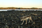 Wolf (Canis lupus) on rocky beach, Great Bear Rainforest, British Columbia, Canada