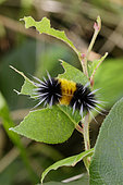 Caterpillar Spotted tussock moth (Lophocampa maculata) feeding on salal (Gaultheria shallon), Great Bear Rainforest, British Columbia, Canada