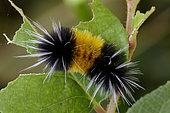 Caterpillar Spotted tussock moth (Lophocampa maculata) feeding on salal (Gaultheria shallon), Great Bear Rainforest, British Columbia, Canada