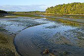 Tidal estuary, Great Bear Rainforest, British Columbia, Canada