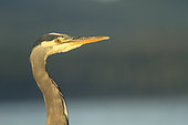 Close up of Great blue heron (Ardea herodias), Port McNeill, Broughton, British Columbia, Canada