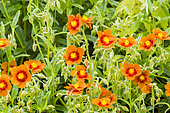 Hélianthème orange à coeur rouge, Helianthemum 'Ben Alder'