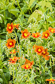 Hélianthème orange à coeur rouge, Helianthemum 'Ben Alder'