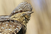 Eurasian wryneck (Jynx torquilla) portrait, Alsace, France