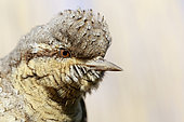 Eurasian wryneck (Jynx torquilla) portrait, Alsace, France