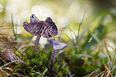 Amethyst deceiver (Laccaria amethystina) on moss, Alsace, France