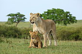 Lion (Panthera leo) Lioness and lion cub playing, Masai Mara, Kenya