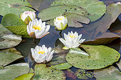 White pond lily, Nymphaea 'Albida', flowers