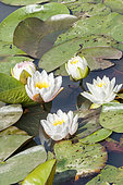 White pond lily, Nymphaea 'Albida', flowers