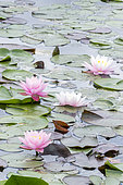 Pink water lily, Nymphaea 'American Star', flowers