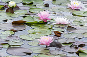 Pink water lily, Nymphaea 'American Star', flowers