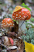 Fly agarics (Amanita muscaria), Doller valley, Haut-Rhin, Alsace, France