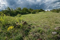 Pelouse calcaire sèche du Bollenberg au printemps, Haut-Rhin, Alsace, France