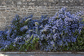 Ceanothus (Ceanothus sp) in bloom in a garden, spring, Manche, Normandy, France