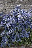 Ceanothus (Ceanothus sp) in bloom in a garden, spring, Manche, Normandy, France