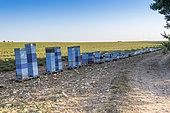 Beehives in front of a lavender field in Moustiers-Sainte-Marie, Provence, France