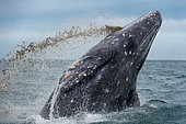 Gray whale (Eschrichtius robustus) Baja California Mexico.