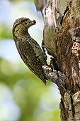 Wryneck (Jynx torquilla) with ant eggs, Regional Natural Park of Northern Vosges, France