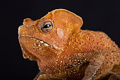Crapaud de Lescure (Rhinella lescurei)