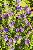 Purple Viper Bugloss 'Dwarf Blue Bedder', Echium plantagineum 'Dwarf Blue Bedder', flowers