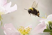 White-tailed bumblebee (Bombus lucorum), in flight