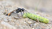 Common Sand Wasp (Ammophila sabulosa) with prey at nesting tube, caterpillar of the owlet moth (Noctuidae), Middle Elbe Biosphere Reserve, Saxony-Anhalt, Germany