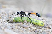 Common Sand Wasp (Ammophila sabulosa) with prey at nesting tube, caterpillar of the owlet moth (Noctuidae), Middle Elbe Biosphere Reserve, Saxony-Anhalt, Germany