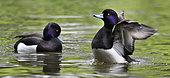 Tufted Duck (Aythya fuligula) males on water, Pays de Loire, France