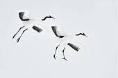 Japanese Cranes (Grus japonensis) in flight, Hokkaido, Japan
