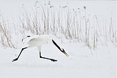 Japanese Crane (Grus japonensis) displaying, Hokkaido, Japan