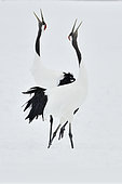 Japanese Cranes (Grus japonensis) displaying, Hokkaido, Japan