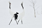Japanese Cranes (Grus japonensis) displaying, Hokkaido, Japan