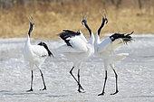 Japanese Cranes (Grus japonensis) displaying, Hokkaido, Japan