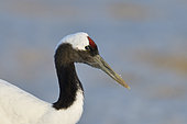 Portrait of Japanese Crane (Grus japonensis), Hokkaido, Japan
