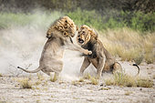 Lion (Panthera leo) Kalahari males fighting for a female, Kgalagadi, Botswana. 1st place, Montier en Der festival 2018.