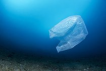 Plastic bag floating above seabed, Lembeh Strait, Indonesia