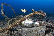 Black-backed Demoiselle swimming over a plastic bottle and abandoned ropes on the seabed, Lembeh Strait, Indonesia