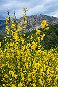 Common broom or Scotch broom (Cytisus scoparius), La Pedriza, Sierra de Guadarrama, Madrid, Spain, Europe