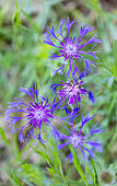 Squarrose Knapweed (Centaurea triumfettii), Sierra de Guadarrama, Madrid, Spain, Europe