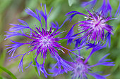 Squarrose Knapweed (Centaurea triumfettii), Sierra de Guadarrama, Madrid, Spain, Europe