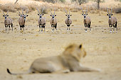 Lion (Panthera leo) male in front of a herd of Oryx in the Kalahari Desert, South Africa