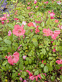 Rose tree 'Douceur Normande' in bloom in a garden