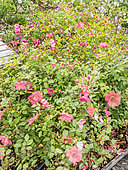 Rose tree 'Douceur Normande' in bloom in a garden