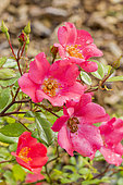Rose tree 'Douceur Normande' in bloom in a garden