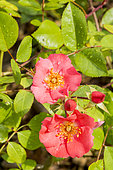 Rose tree 'Douceur Normande' in bloom in a garden