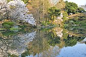 Japanese flowering cherry trees (Prunus serrulata) in bloom, Shinjuku Park, Tokyo, Japan