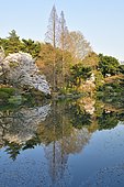 Japanese flowering cherry trees (Prunus serrulata) in bloom, Shinjuku Park, Tokyo, Japan
