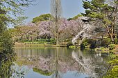 Japanese flowering cherry trees (Prunus serrulata) in bloom, Shinjuku Park, Tokyo, Japan