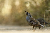 California quail male (Callipepla californica), Marin County, California, USA